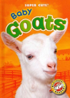 Baby_goats